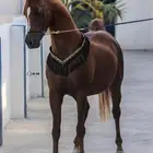 يعلن مربط أصايل الجنوب عن اتاحة خدمات لملاك الخيل