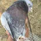 جوز تركي معه فرخين