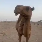 ناقه طيبه صفراء منيحه ضروبه نقبل معروض
