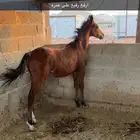 مهر شعبي للبيع