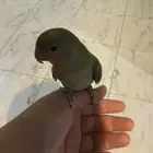 روز اليف