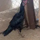 دجاجتين