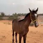 مهر للبيع