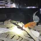 ديك بلدي شرط