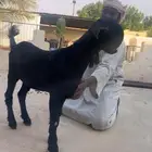 جفار شاميات