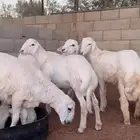 ذبايح حري مغلقه