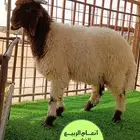 ذبايح شقراء تابي