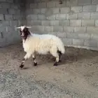 مطلوب نعيمي اقرا لاعلان