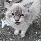 قطة اليفه للتبني