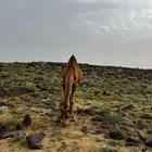 قعود ساحلي