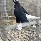 حمام قندي-اقبل البدل