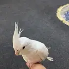 البيع طائر كروان أليف هدد يحب لعب