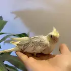 فروخ كروان بطفرات مميزه( تم البيع )