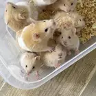 همسترات هامسترات