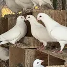 حمام لاحم فرنسي سوبر جامبو وجامبو