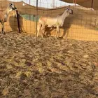 رخل ساكنية درمانيه فاخرة صنف الصنف