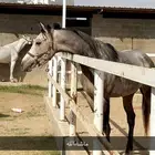حصان شعبي شيخ ينفع للمبتدين وحار معا الخيال