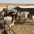 معزا للبيع عدد 10 مع الفحل