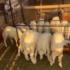 طليان