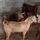 تيس وعنقان ( تم البيع ).