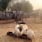خروفين واحد حري وواحد رفيدي
