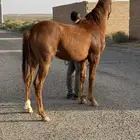مهر عربي سرعة فاخر جدا  2024