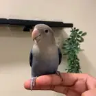 (مباع) روز بلو فايلوت اليف جدا نشبه هدد مزاجي (مفطوم)