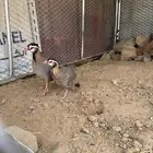 جوز قهد اليف