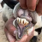 متابيع مشاريك نجد بنعيم