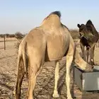 خلفة للبيع