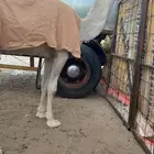 قعود حيسوني