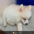 كلب بومارينيان فوكس فيس ذكر