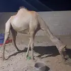ناقة جنبه رباع .