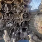 ل البيع حمام سوبر جامبو فرنسي