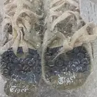 شوز تايقر