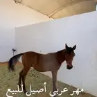 مهر عربي أصيل للبيع