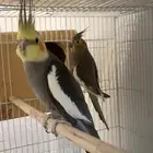 زوج كروان منتج شرط