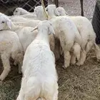 طليان تربيه
