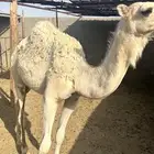 بكره للبيع