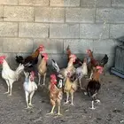 ديوك بلدي