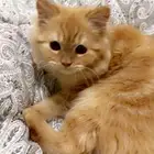 قط شيرازي
