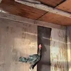 ديك سندي