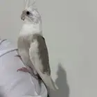 بغبغاء كروان مفقود
