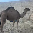 بكره كفو مشروطه