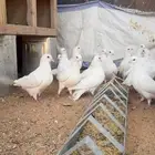 حمام فرنسي الاحم