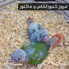 فروخ كنيور يلوسايد واناناس رد فاكتور تم البيع الله يبارك