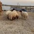 خرفان نعيم