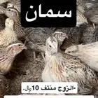 عرض الفتره ذي بس سمان . فري .