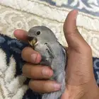 ببغاء روز