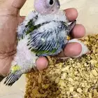 فروخ صن كنيور شمسي صافي